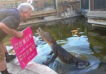 Gators Get Meaty Treat From Their Valentine