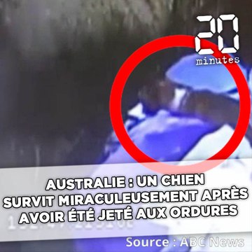 Australie : Un chien survit miraculeusement après avoir été jeté aux ordures