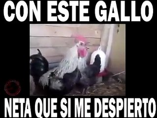Con este gallo si que me despierto