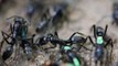 Watch African ants treating comrades injured on battlefield