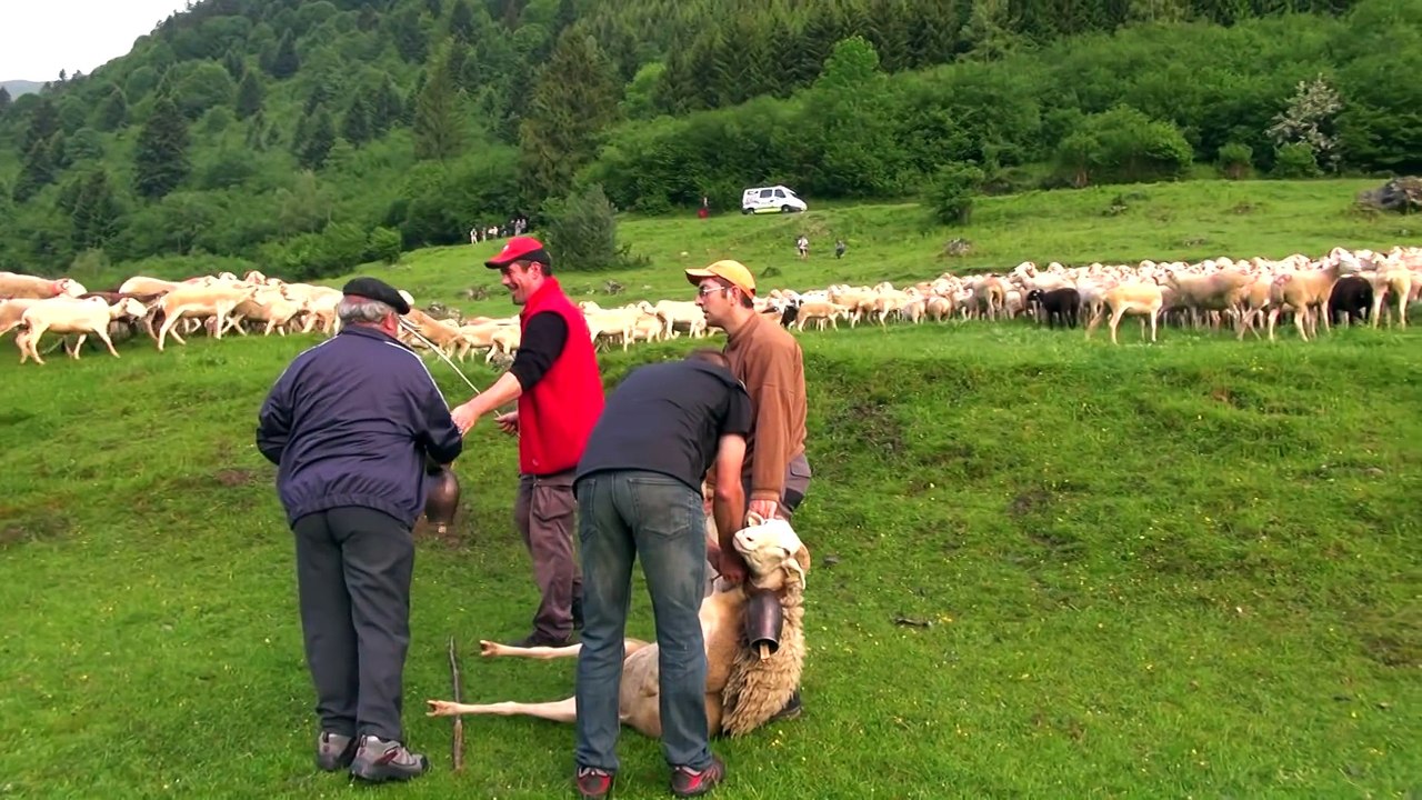 Transhumance Campan Tourmalet 2014