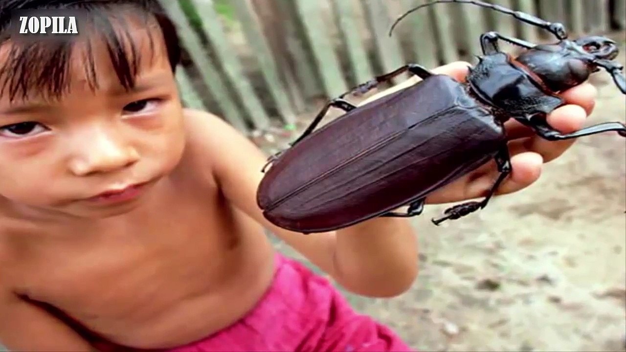 Guinness World Records largest animals 2017