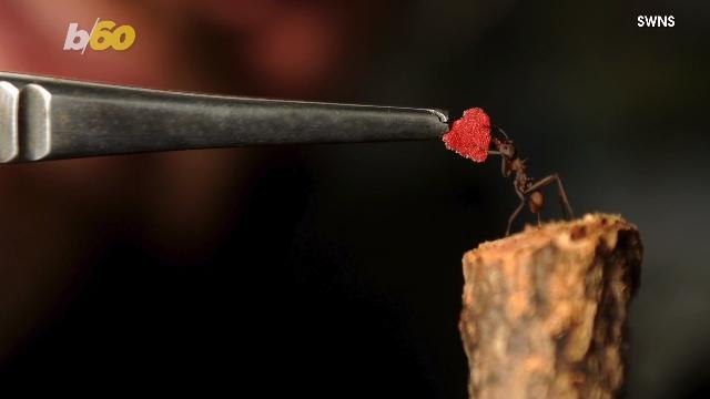 Valentine's Day Card Thought to Be World's Smallest Gifted to Ant Colony