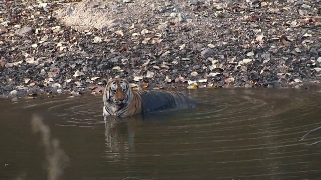 Bengal Tiger male, Pench National Park, Madhya Pradesh, India