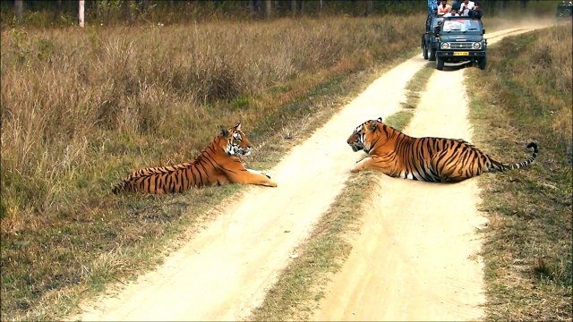 Bengal tigers female and male, Kanha National Park, Madhya Pradesh, India