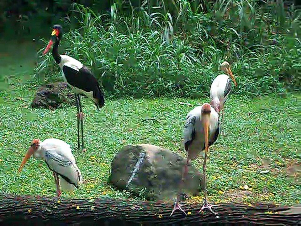 birds