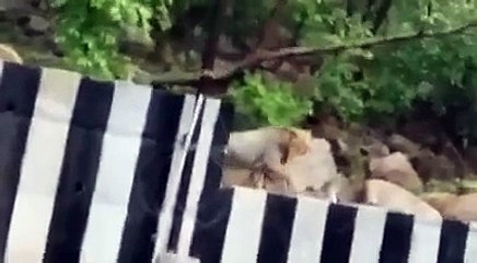 Close encounter with Lion