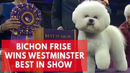 Flynn the bichon frise wins best in show at Westminster