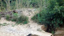 Crocodiles in Orissa, India