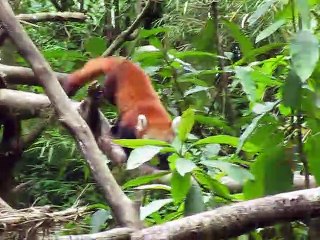 Cute red pandas at the zoo, Darjeeling. India