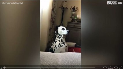 Este perrito adora Instagram ¡y sabe cómo posar! 1