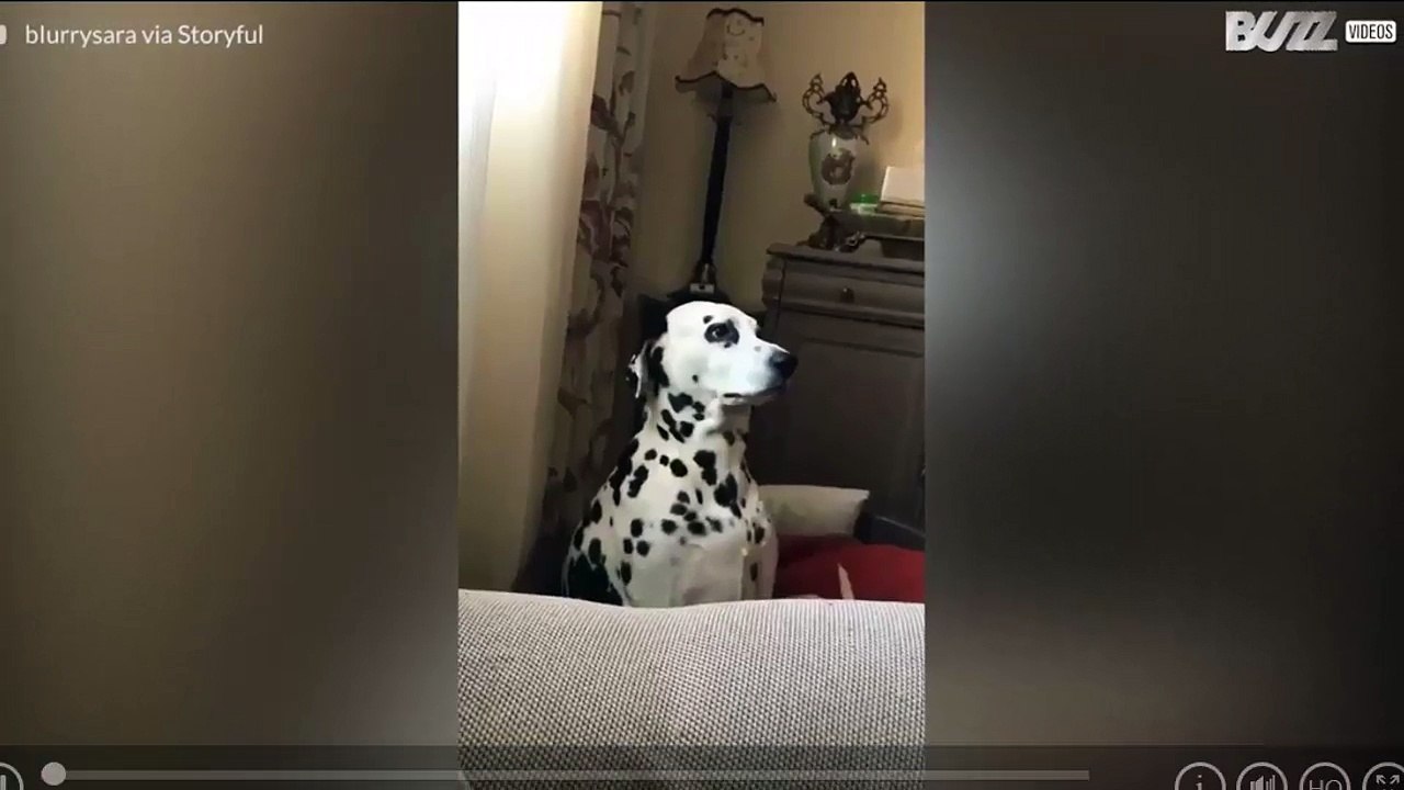 Este perrito adora Instagram ¡y sabe cómo posar! 1
