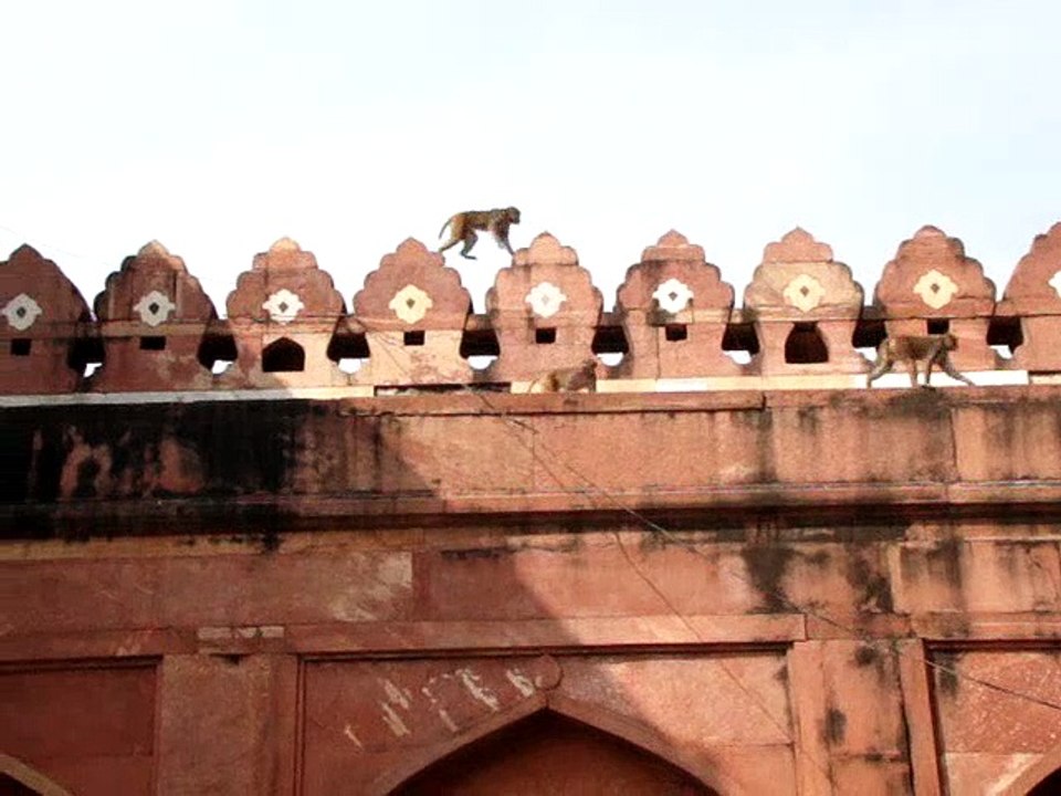 Delhi India - Red Fort Monkeys