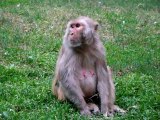 Delhi India - Red Fort Monkeys