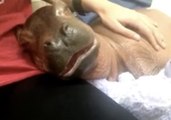 Cincinnati Zoo Shares Some Never-Before-Seen Moments of Baby Hippo Fiona