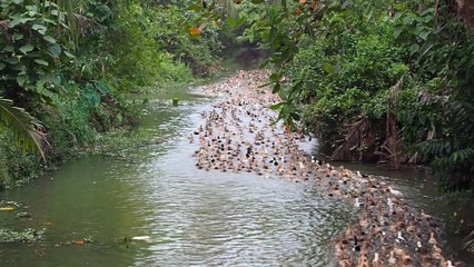 Duck farmer herding hundreds of ducks 3