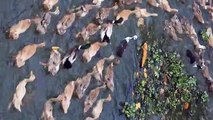 Duck farmer herding hundreds of ducks