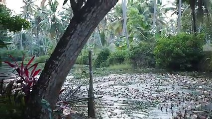 Duck farmer herding hundreds of ducks 1