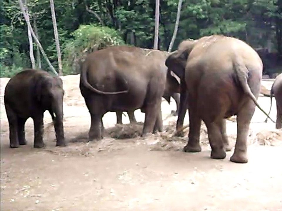 Elephant - Mysuru, Karnataka, India