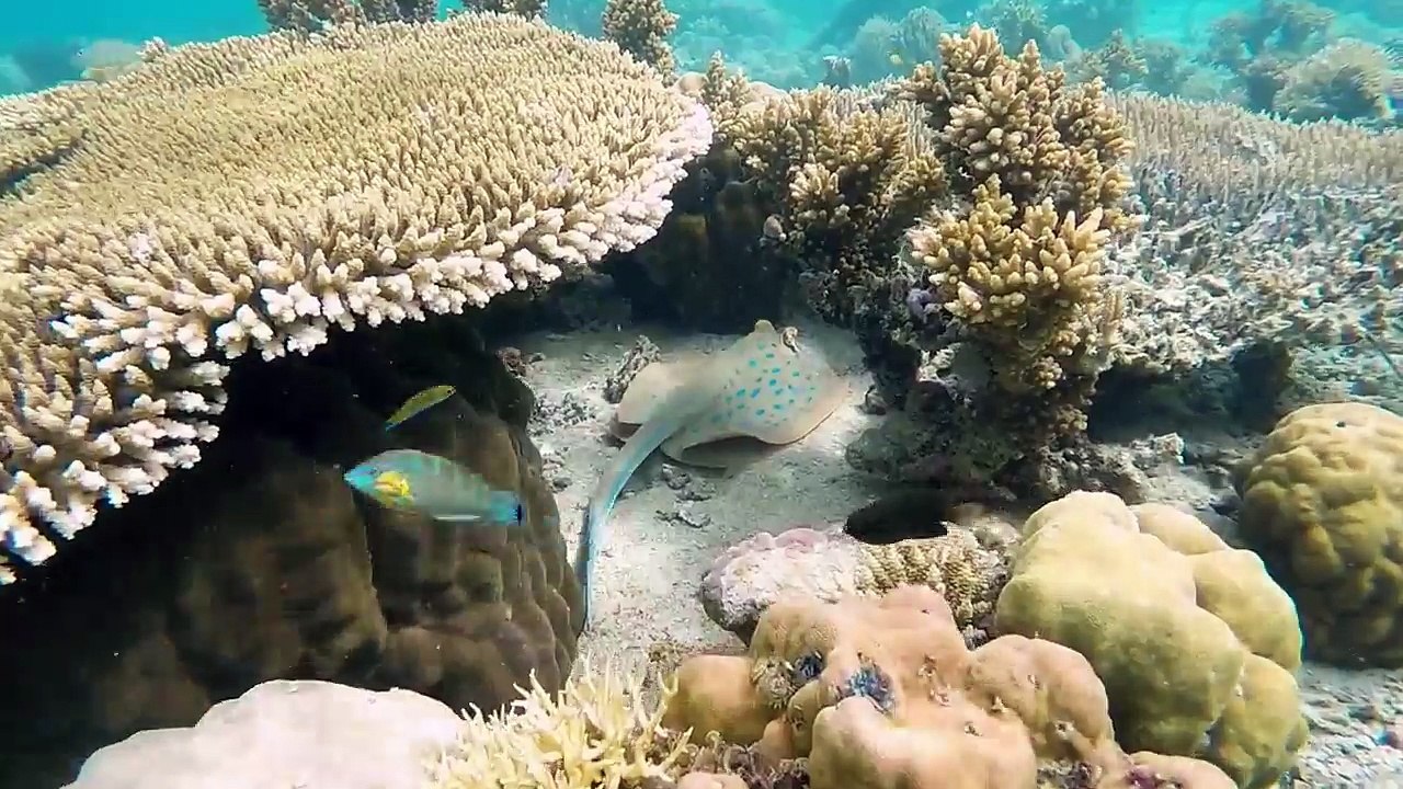 Scuba Diving in Mexico