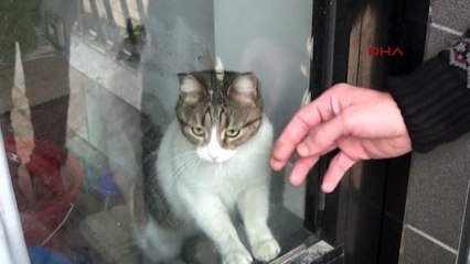 Mahalleli kedi için seferber oldu