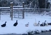 Ducks, Geese Confused by Snow on Washington Farm