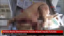 Antalya Boynu Derinlemesine Kesilen Köpek Hayata Tutundu