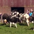 La réaction incroyable de ces vaches qui voient le ciel pour la 1ère fois depuis 6 mois !