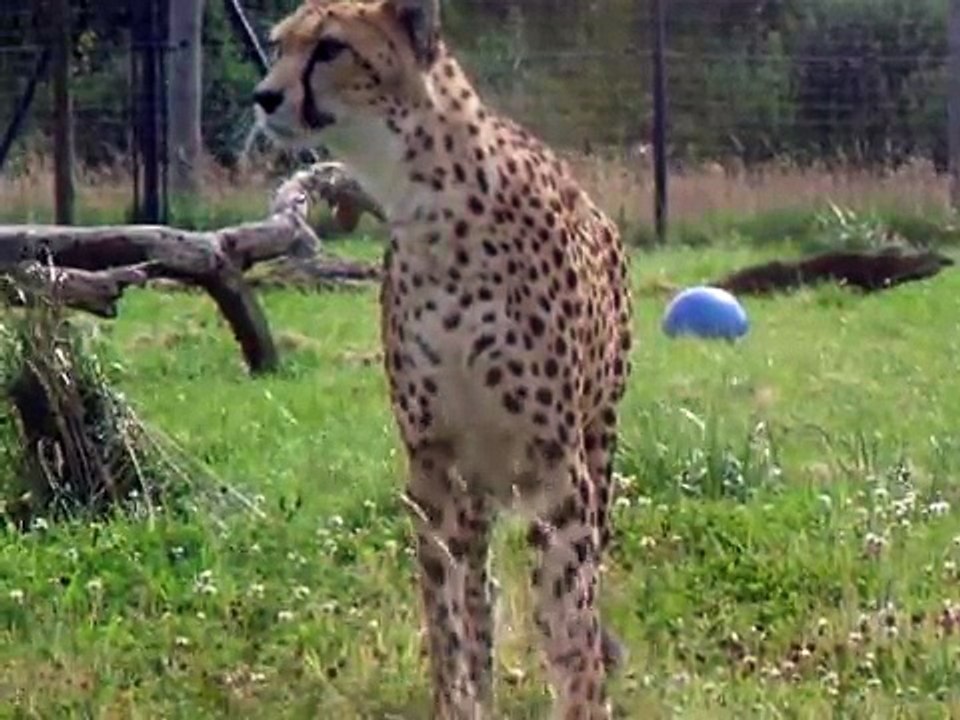 The_cute_little_cheetah_cubs_at_ZSL_Whipsnade_Zoo