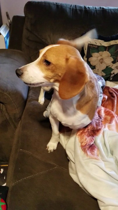 conversation with a beagle