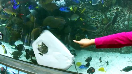 Une raie qui essaie de manger un poisson collé à la vitre de l'aquarium..