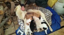 Andria: cinque bellissimi cuccioli cercano casa! Diffondiamo l'appello, non lasciamoli soli!