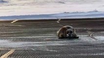 Enorme foca paraliza la pista de despegue de aeropuerto
