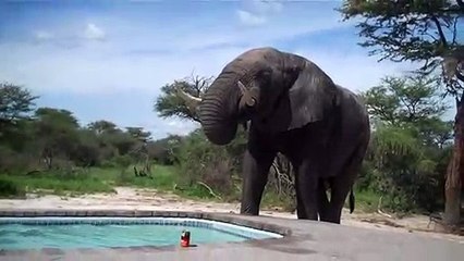 Elefante bebe agua en esta piscina con bañistas