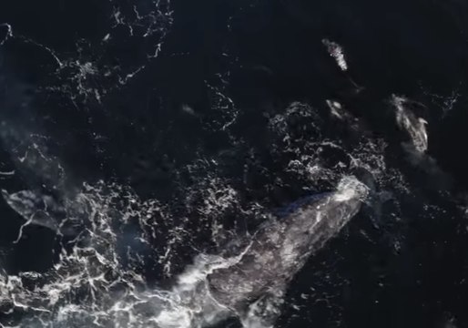 Drone Footage Captures Dolphins Interacting with Gray Whales in Monterey Bay