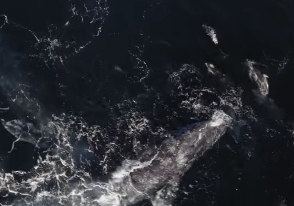 Drone Footage Captures Dolphins Interacting with Gray Whales in Monterey Bay