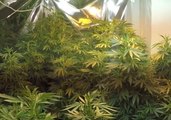5 Vietnamese Nationals Arrested as Thousands of Cannabis Plants Seized in Hunter Valley
