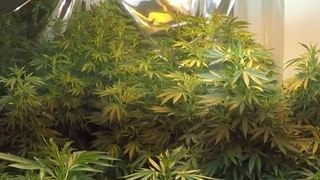 5 Vietnamese Nationals Arrested as Thousands of Cannabis Plants Seized in Hunter Valley