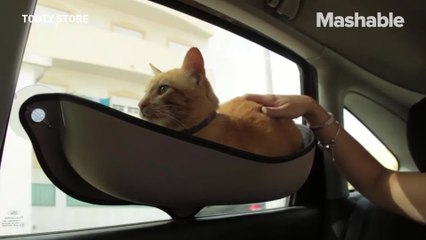 Your cat can achieve ultimate chill with this portable hammock