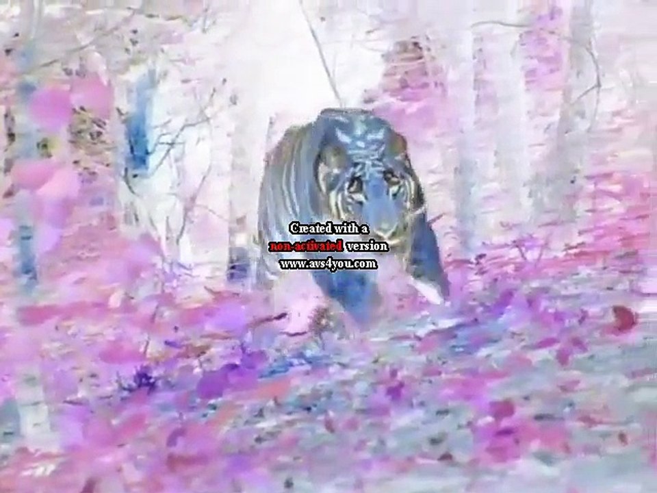 Baby Einstein World Animals A Musical Safari in G Major video