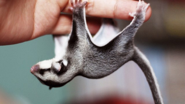 10 Animals You Can’t Keep as Pets in Some U.S. States