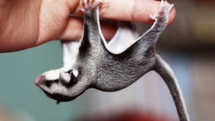 10 Animals You Can’t Keep as Pets in Some U.S. States