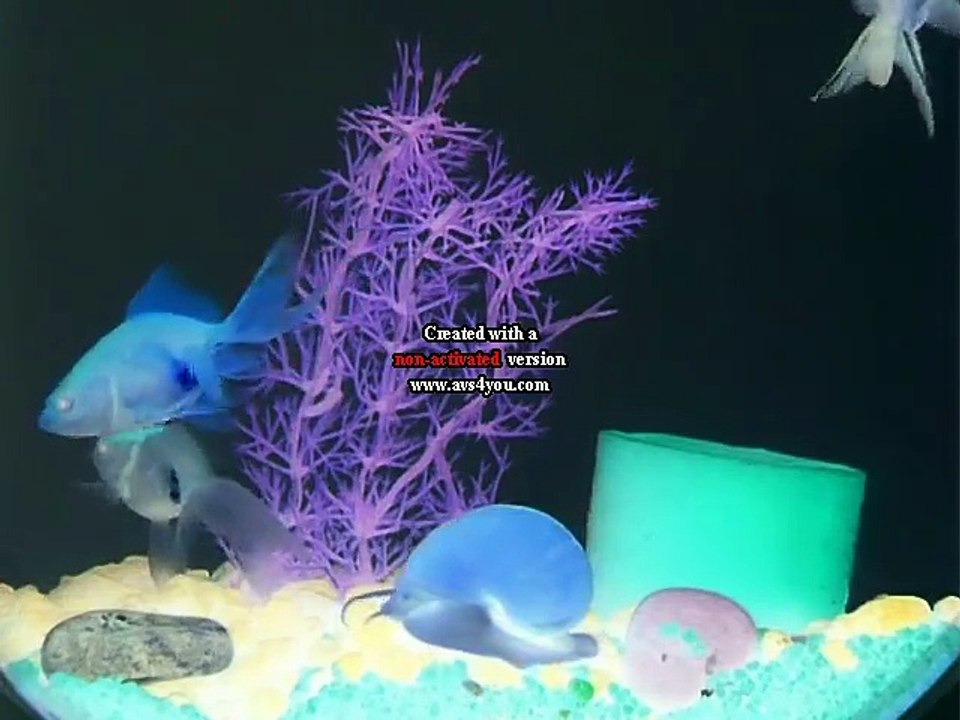 Baby Einstein - Language Nursery in G Major