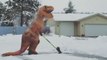 Woman Dressed as 'Spokanasaurusrex' Shovels Snow During Blustery Storm in Spokane