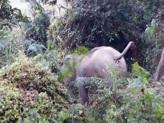Elephants Crossing in Kaziranga