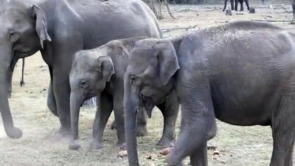 Elephants Grazing