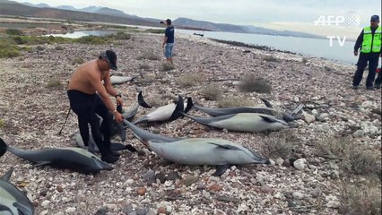 Mueren 21 delfines varados tras ataque de otra especie en México