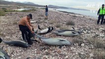 Mueren 21 delfines varados tras ataque de otra especie en México