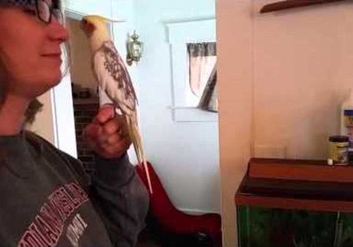 Family Cockatiel Shows Strong Affection for Female Owner