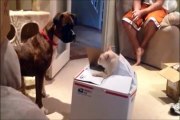 犬「この箱の中で何か動いてる！」 → 猫「この箱に近づくニャ！」w